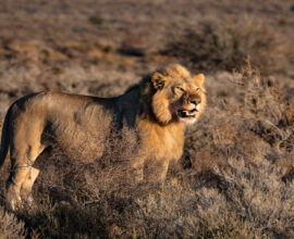 viaggio-sudafrica-leoni