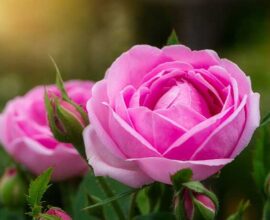 viaggio in bulgaria rosa