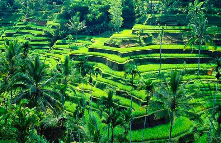 viaggio-indonesia-ubud