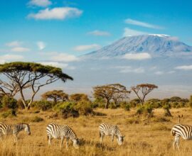 viaggio in kenya safari