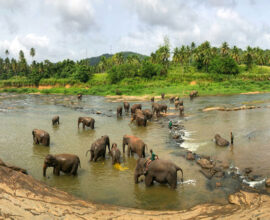 viaggio-in-sri-lanka-elefanti