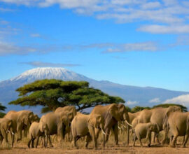 viaggio-kenya-elefanti