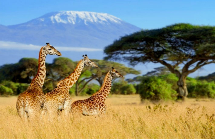 viaggio-kenya-giraffe