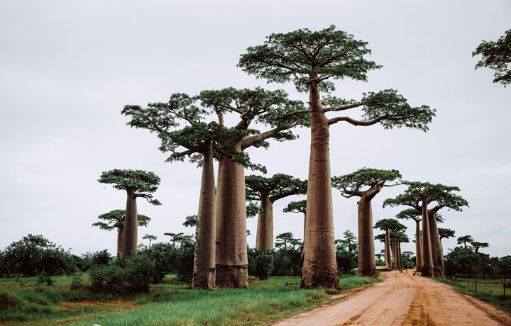 viaggio-madagascar-baobab-strada
