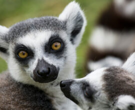 viaggio-madagascar-lemuri
