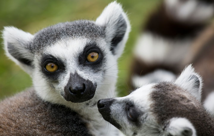 viaggio-madagascar-lemuri