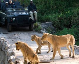 viaggio in Sudafrica-kruger