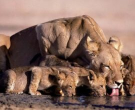 botswana-leoni-sito