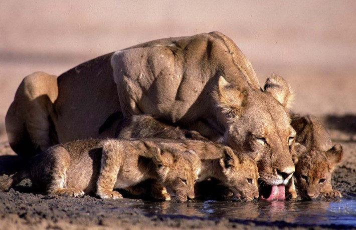 botswana-leoni-sito