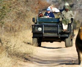 viaggio-in-sudafrica-leone