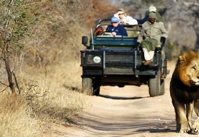 viaggio-in-sudafrica-leone