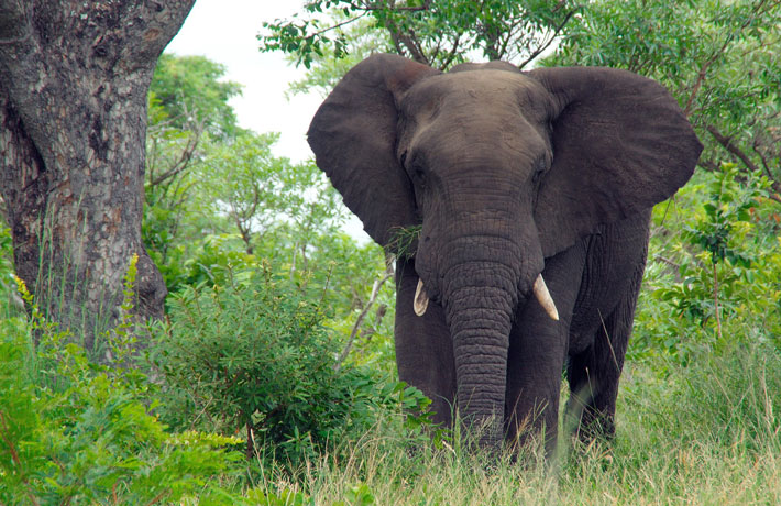 viaggio-in-sudafrica-kruger-elefante