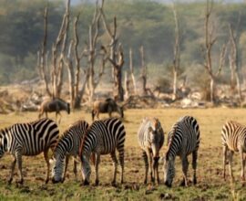 viaggio in Tanzania