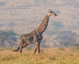 viaggio in Tanzania