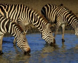 viaggio in Tanzania
