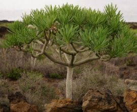 viaggio-a-tenerife-albero