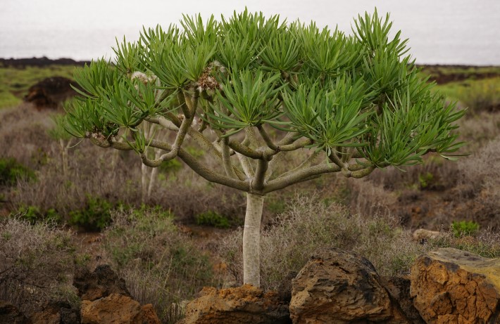 viaggio-a-tenerife-albero