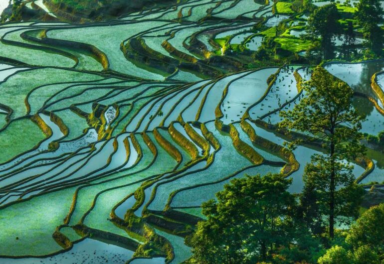 Cina,-Yuanyang-risaie