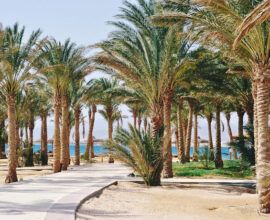 Viaggio-sharm-El-Sheikh-palme