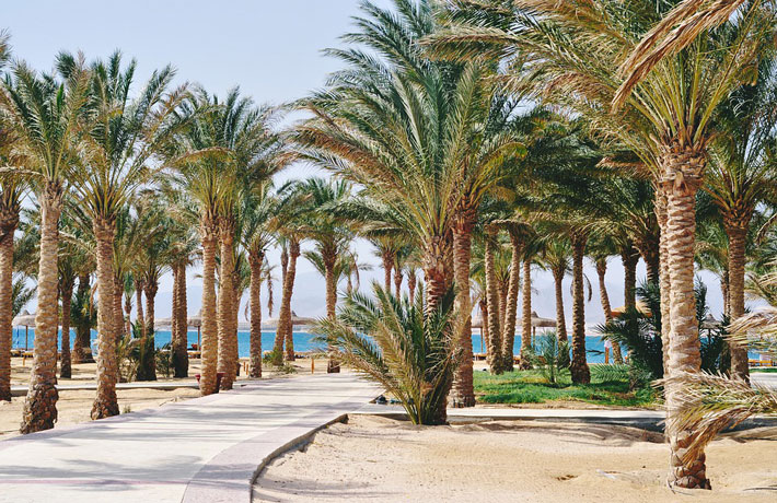 Viaggio-sharm-El-Sheikh-palme