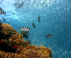 viaggio-Sharm-El-Sheikh-barriera-corallina