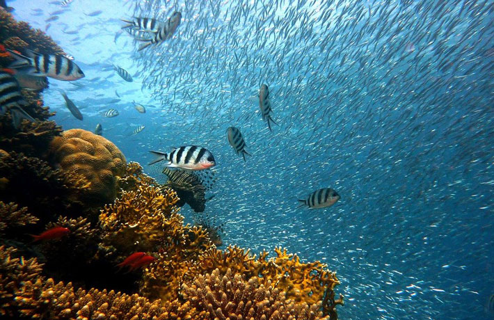 viaggio-Sharm-El-Sheikh-barriera-corallina