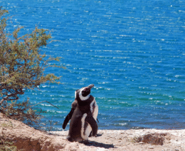 viaggio-in-argentina-pinguini