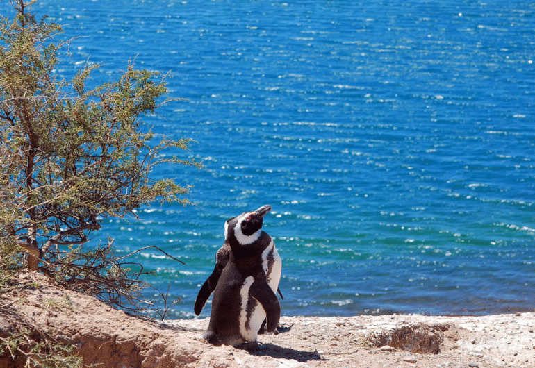 viaggio-in-argentina-pinguini