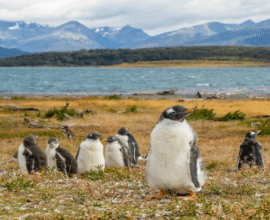 viaggio-in-argentina-perito-moreno