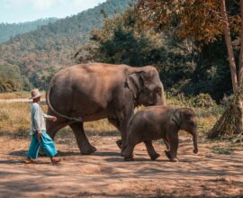 Tailandia - Elefante