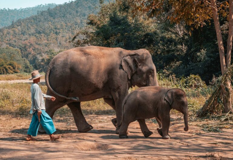 Tailandia - Elefante