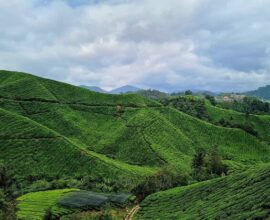 viaggio in malesia 4