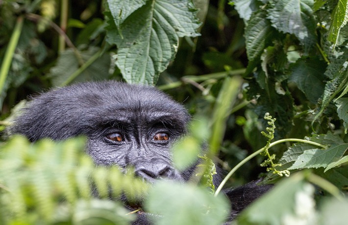 viaggio-in-uganda