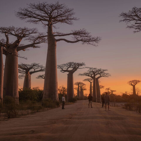viaggio-madagascar-baobab-tramonto